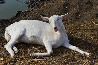 В Рязанской области выявили случай бешенства у козы