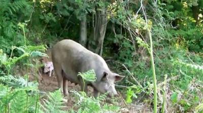 Беременная свинья Матильда сбежала с фермы, чтобы спасти своих детей - unn.com.ua - Украина - Киев - Англия
