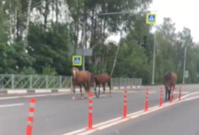 Очевидцы заметили трех одиноких лошадей на дороге в Сертолово