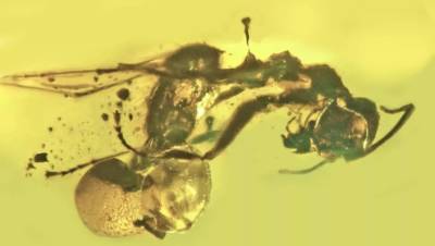 Ученые нашли в янтаре древнего муравья с грибком в прямой кишке