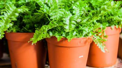Советы дачникам: какие растения можно посадить в июле