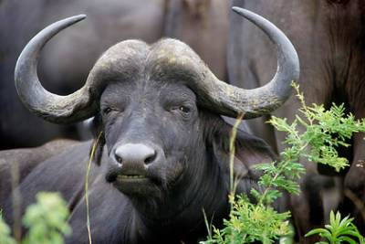 На ферме в Ставропольском крае начнут разводить буйволов