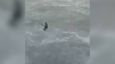 "Купание отменяется": в бухте Владивостока заметили крупную акулу