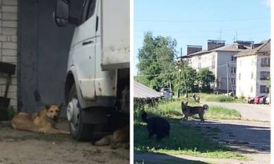 Жительница Новой Вилги пожаловалась на бродячих собак, которые давят кур: зоозащитники предлагают помощь