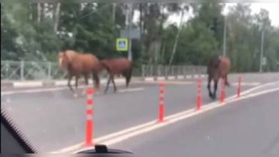 Трех лошадей заметили на дороге во Всеволожском районе – фото