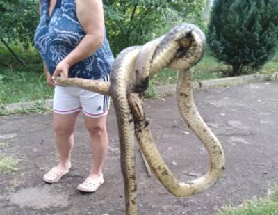 "Залезла во двор": украинку осудили за убийство Краснокнижной змеи, кадры