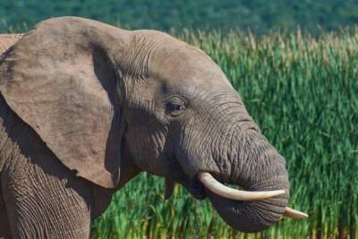 В Индии ловят слона, который убил 16 человек