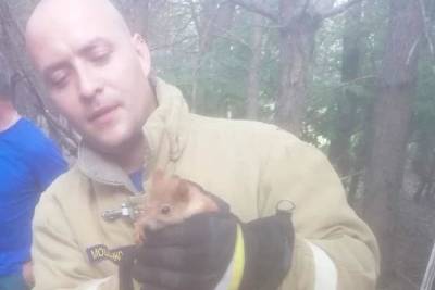В Белгородской области пожарные спасли белку из ловушки