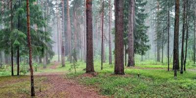 "Единая Россия" законодательно обеспечила создание единой системы учета леса