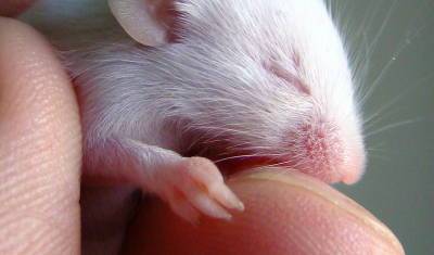 Американские ученые вырастили из стволовых клеток мышонка с бьющимся сердцем