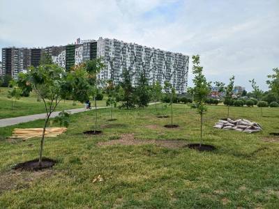 В Кудрово высадили 130 саженцев деревьев – фото