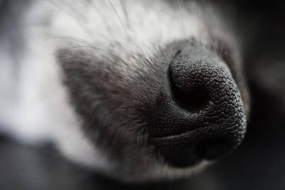 Житель Петрозаводска оставил собаку в машине с наглухо закрытыми окнами