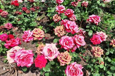 В Саратове аномальная жара засушила цветущие розы