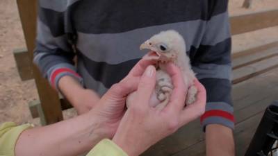 Спасти вымирающих соколов поможет "кража" яиц