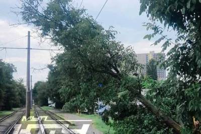 В Краснодаре упавшее дерево помешало проезду трамваев