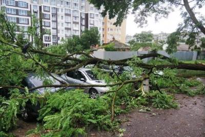 В Белгороде упавшее дерево придавило шесть авто