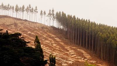 Эколог описал механизм работы единой системы учета леса в России
