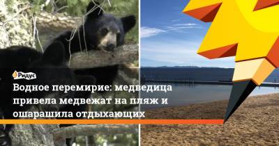 Водное перемирие: медведица привела медвежат на пляж и ошарашила отдыхающих