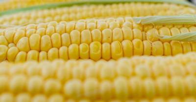 В мире ожидается рекордный урожай кукурузы