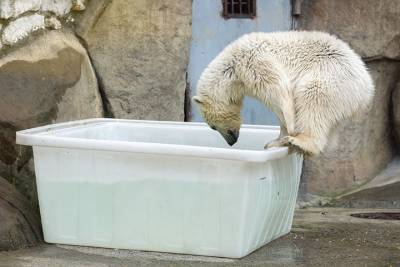 Московский зоопарк рассказал, как пережила жару спасенный белый медвежонок Хатанга