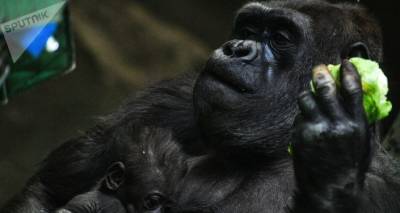 Воспитанные в неволе гориллы впервые произвели потомство в дикой природе