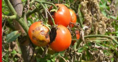 Что делать, если чернеют помидоры в теплице или открытом грунте: 6 рекомендаций