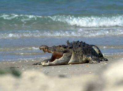 В курортном Скадовске мужчина выгуливает на пляже крокодила