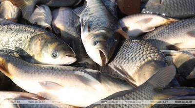 Промысловый улов рыбы в Витебской области в I квартале увеличился почти на 30%