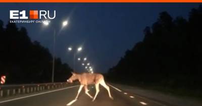 «Метался по трассе из стороны в сторону»: в Екатеринбурге у «Меги» молодой лось попал на видео