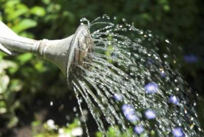 Как правильно поливать огород летом