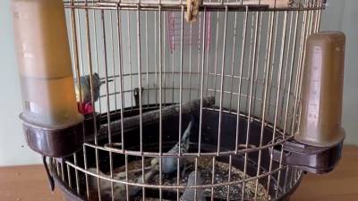 Жителю Приморья грозит 10 лет тюрьмы за кражу попугаев
