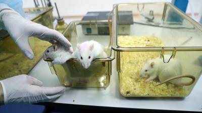 В РФ начался эксперимент по пересадке «космической» костной ткани крысам