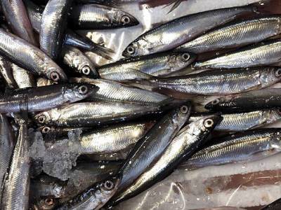 На рыбоводном заводе на Сахалине погибли около 5 млн мальков лосося