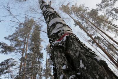 Житель Аши погиб во время рубки леса: на него упало дерево