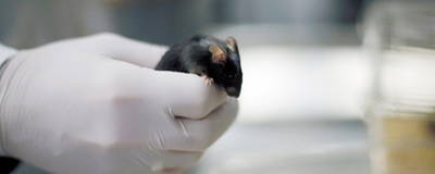 Ученым удалось увеличить среднюю продолжительность жизни у мышей