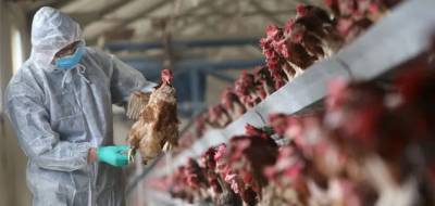 Украинцев предупредили об опасной курятине с сальмонеллой: названа компания