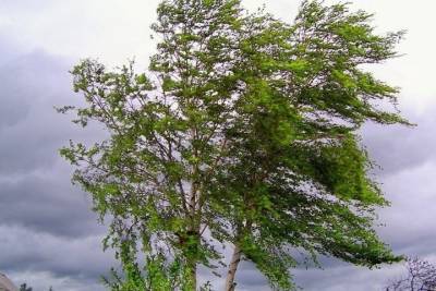 3 июня объявлено метеопредупреждение из-за сильного ветра в Рязанской области