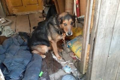 В Тверской области многодетная семья бросила собаку одну в старом доме