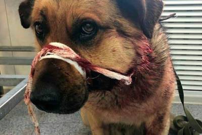 Россиянин 15 раз выстрелил в сидящего на цепи домашнего пса