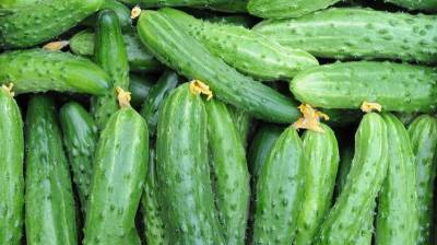 Липецкая область заняла первое место в стране по сбору тепличных овощей
