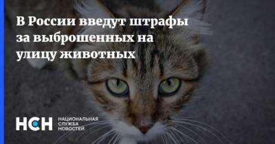 В России введут штрафы за выброшенных на улицу животных