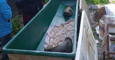 У «Биосферы Балтики» нашли нарушения в содержании тюленей, занесённых в Красную книгу