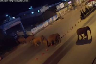 В Китае стадо слонов сбежало из заповедника и больше месяца блуждает по полям