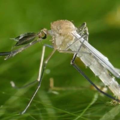 Обилие комаров в Москве вызвано прохладой в мае