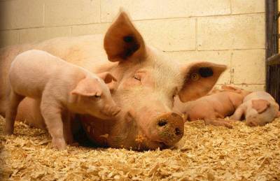 KSG Agro начал закупку свиней канадской генетики