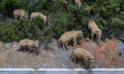 В Китае из заповедника сбежало стадо слонов (Видео)
