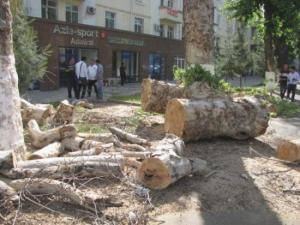 В Узбекистане посчитали незаконно вырубленные деревья с начала года