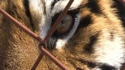 Свидетели дали показания по делу об убийстве амурского тигра Павлика