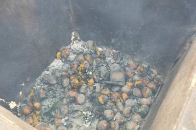 Около 18 тонн мандаринов сожгли в Великих Луках