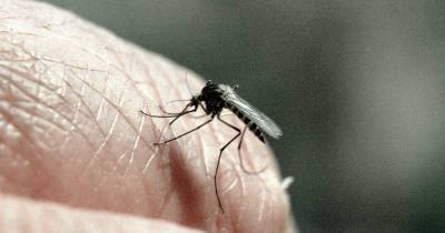 Москвичам назвали условие ухода комаров из столицы